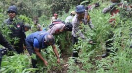 Penemuan Ladang Ganja di Desa Argosari, Kawasan Taman Nasional Bromo Tengger Semeru
