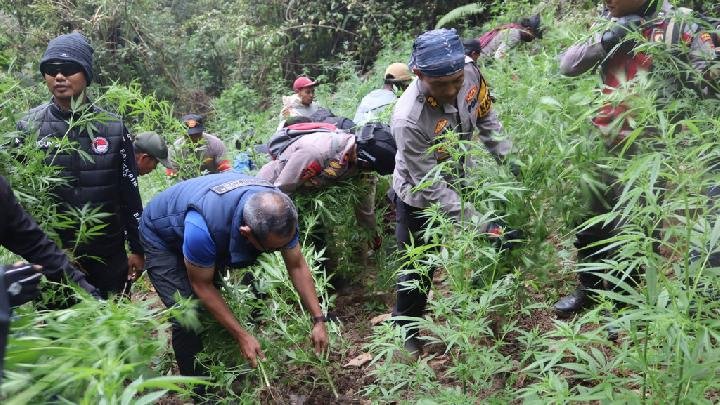 Penemuan Ladang Ganja di Desa Argosari, Kawasan Taman Nasional Bromo Tengger Semeru
