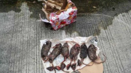 Paket kiriman bangkai tikus ke kantor Majalah Tempo Sabtu (22/3/2025)  (Sumber: Tempo -)