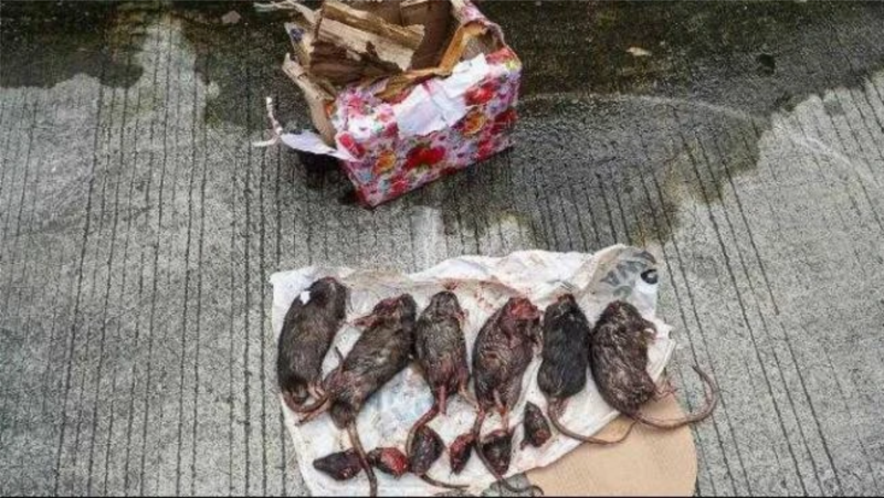 Paket kiriman bangkai tikus ke kantor Majalah Tempo Sabtu (22/3/2025)  (Sumber: Tempo -)